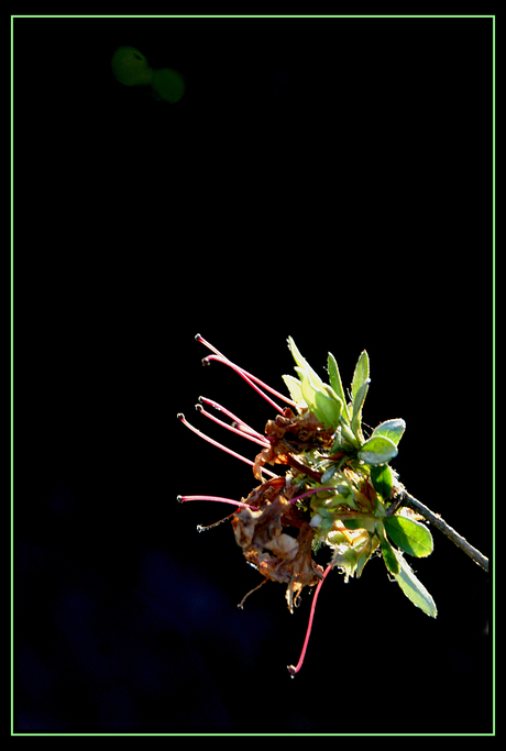 azalea