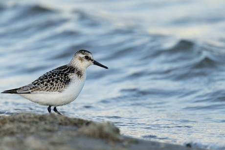 Drieteenstrandloper 2