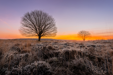 Hijkerveld