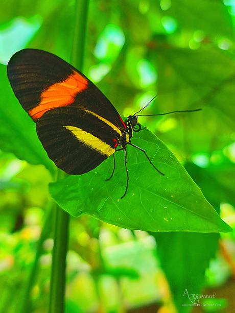 Heliconius melpomene