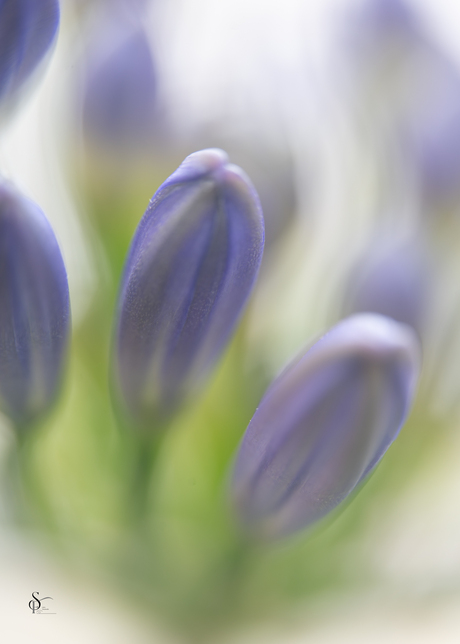 Agapanthus