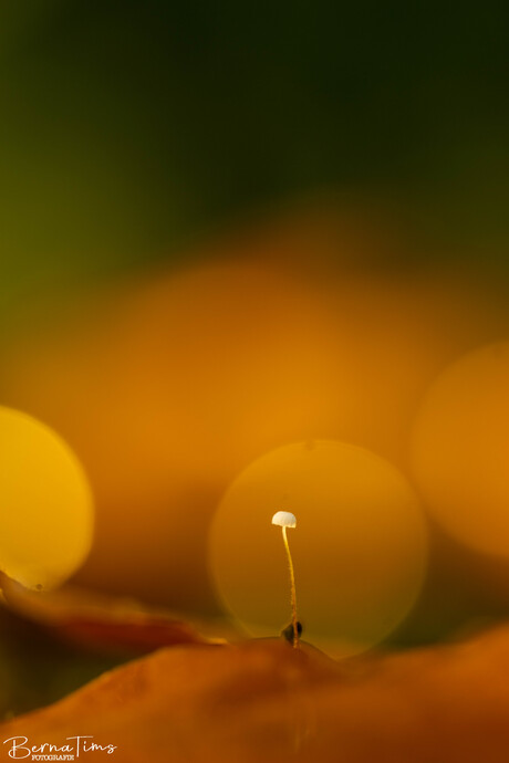 Tengere beukentaailing