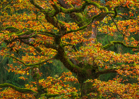 Schilderachtig herfstbeeld