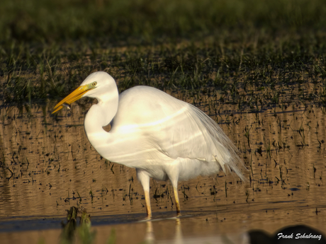 Zilverreiger met vangst