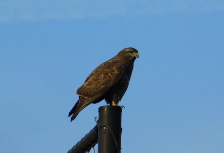"Laat de muizen maar doorkomen....."