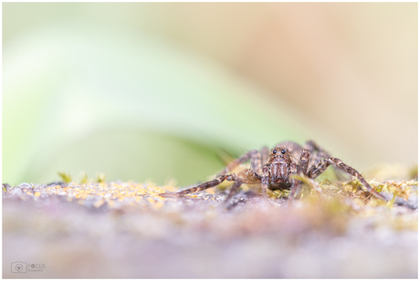 Nog eentje van een 8-potig monstertje