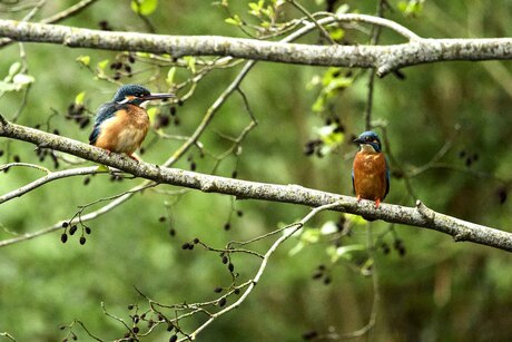 IJsvogels