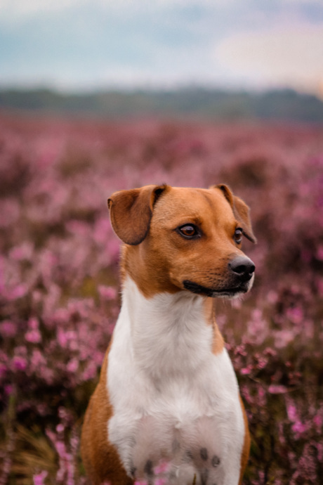 Tussen de bloeiende heide