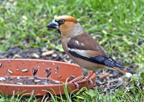 Appelvink  - Chaffinch (Coccothraustes coccothraustes) M