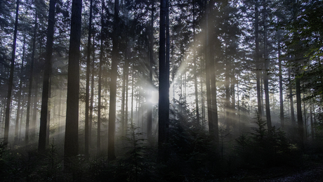 Licht door dansende bomen