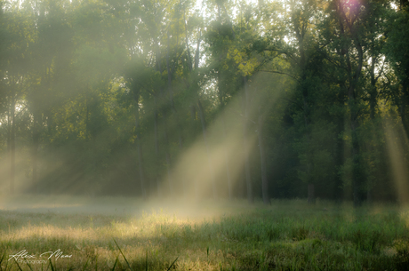 Sunray