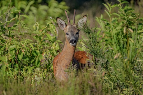 Ree bok