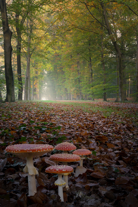 Herfstlaantje