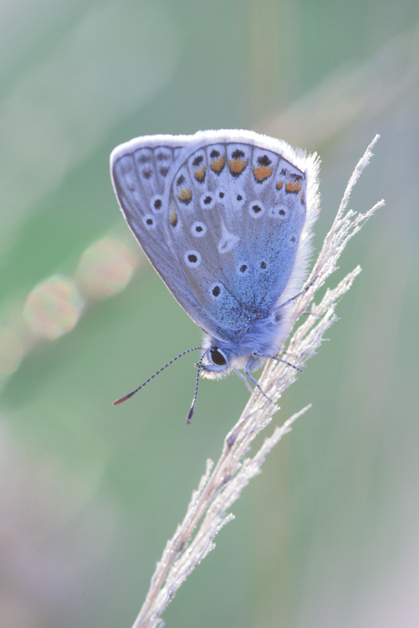 Butterfly Backlight