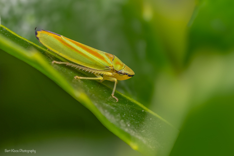 Rododendroncicade 