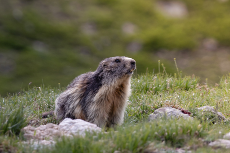 Berg marmot 