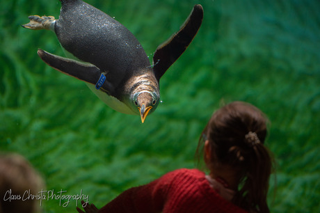 Nieuwsgierige pinguin