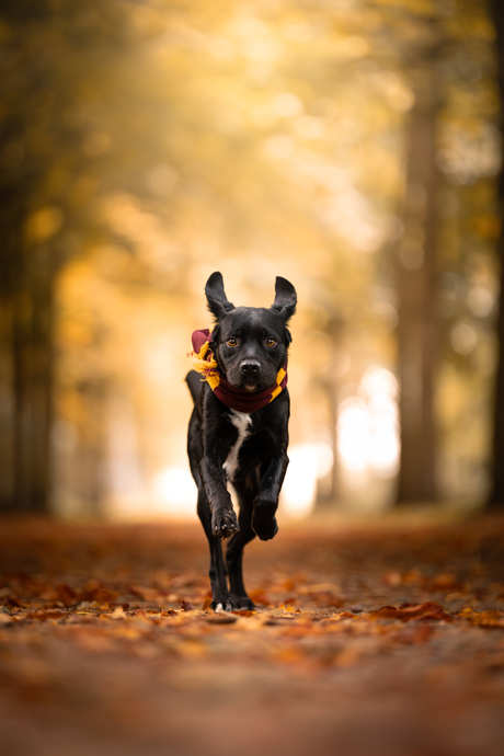 Rennen door de herfstkleuren