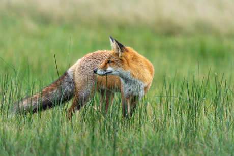 Vos in de duinen.