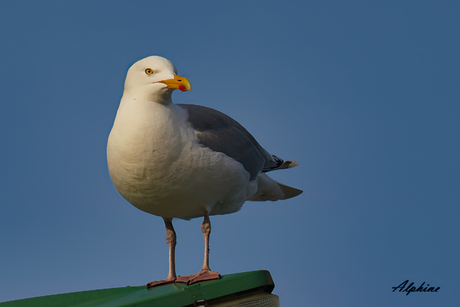 Zilvermeeuw Texel