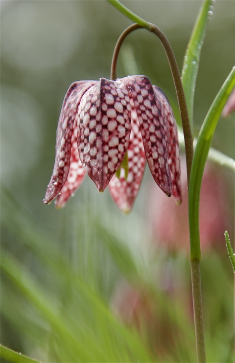 De wilde kievitsbloem. 