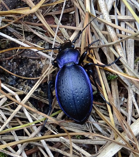 Blauwzwarte schallebijter