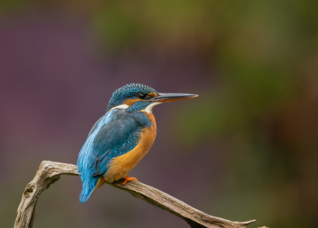 ijsvogel