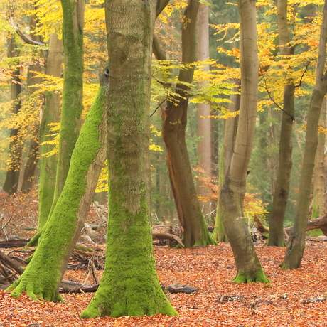 Dansende bomen