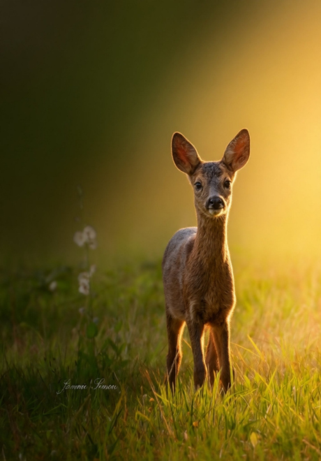 Bambi
