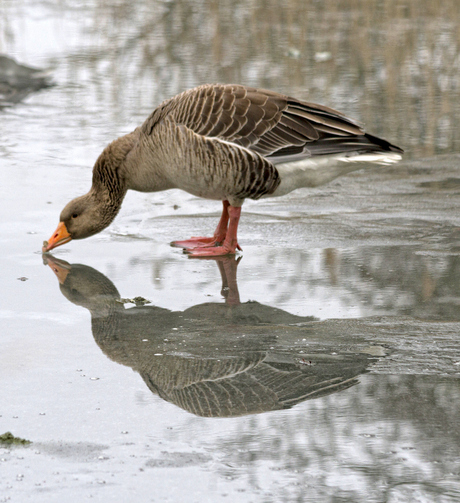 Grauwe gans (Anser anser)