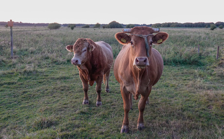 Wat een drukte bij ...