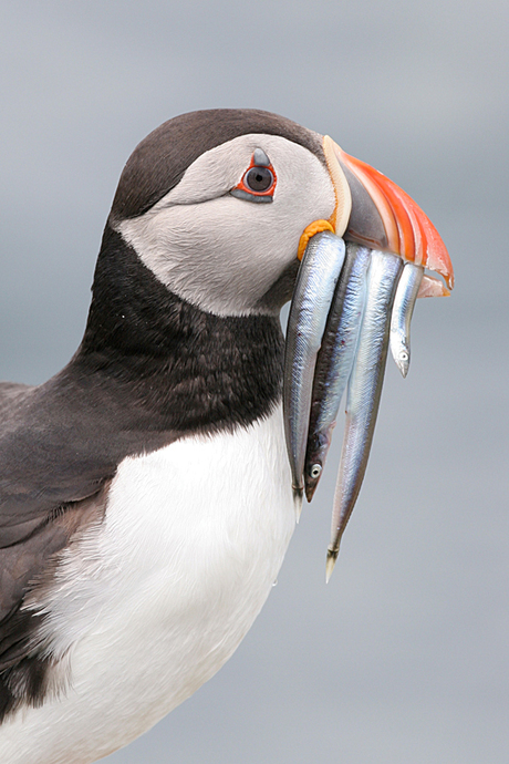 puffin