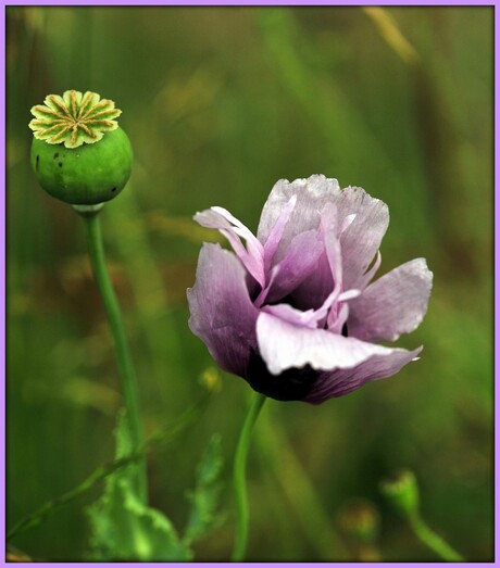 Papaver in lila