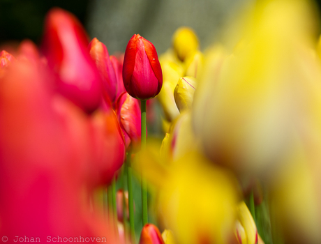 Tulip In-Between.jpg