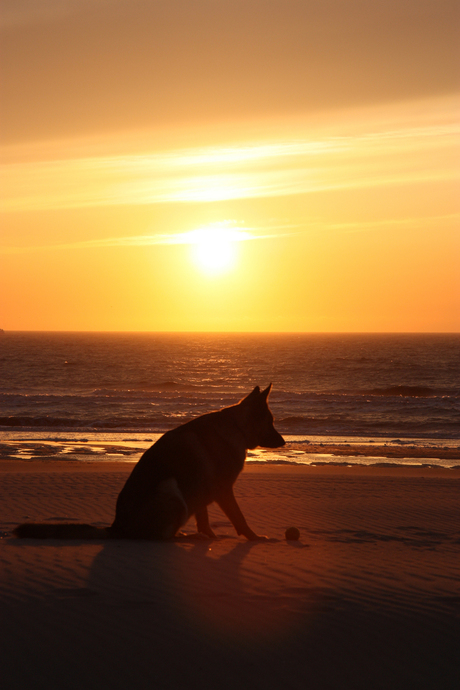 Hond op het strand van Noordwijk