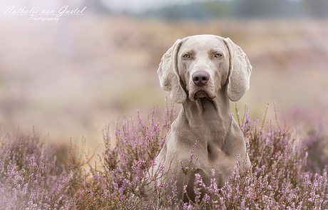 Jillz in de heide