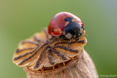 Ladybug