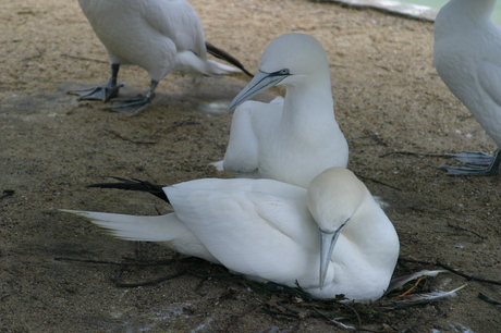 Vogels