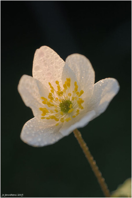 In donkere sferen........