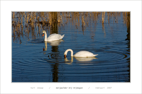 Ooievaar in Etten-Leur 2