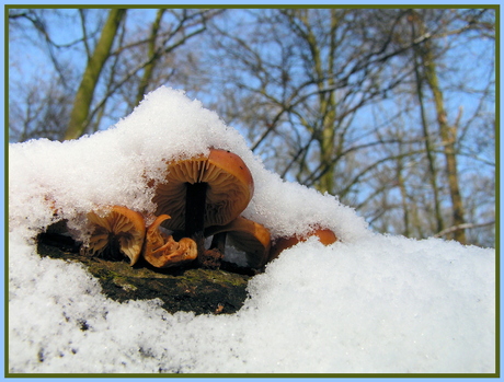 Onder een mantel van sneeuw