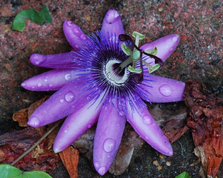 passiebloem na de regen