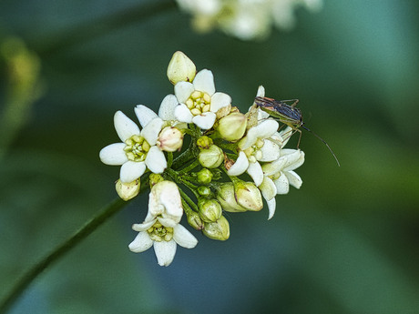 Luzernesierblindwants op witte engbloem