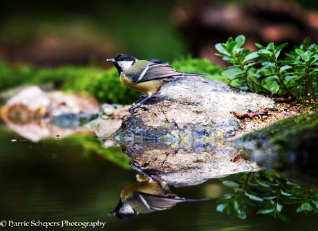 Koolmees zit op rots en reflecteert in water