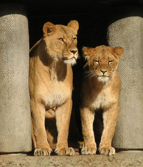 Twee schattige leeuwen