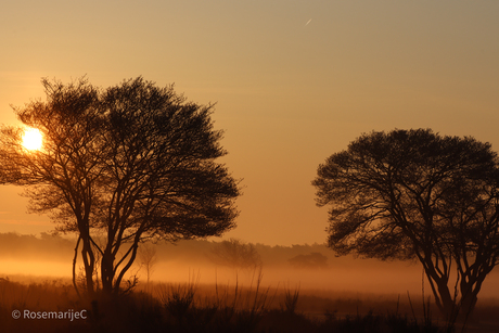 Zonnige opkomst in de mist