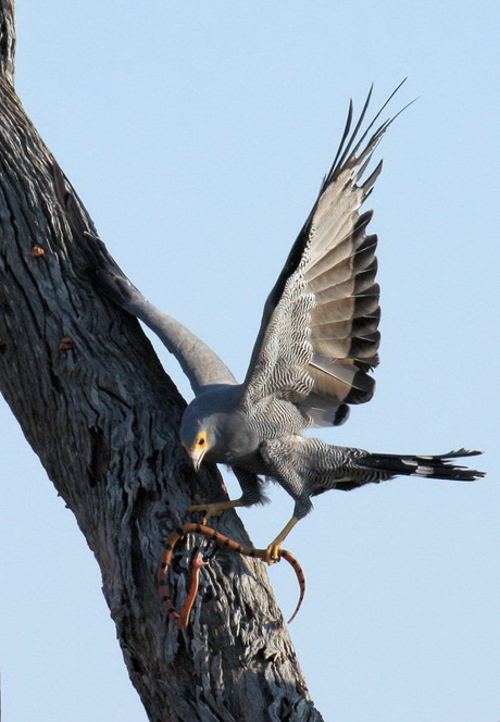 De slangenvogel