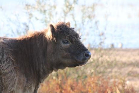 Koe in het vroege zonlicht.