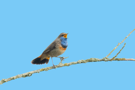 Uit volle (blauw)borst