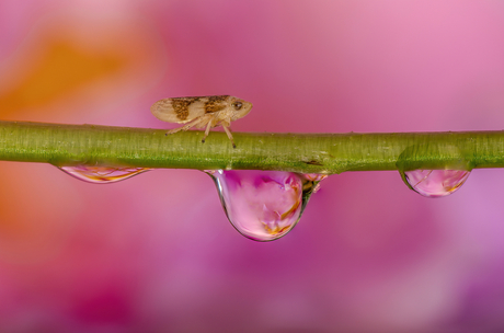 Cicadellidae